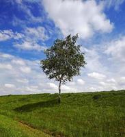 arbre dans le champ photo