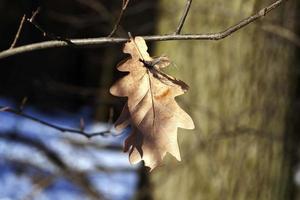 heure d'hiver, gros plan photo