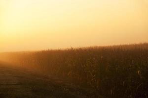 soleil de l'aube, lumière orange photo