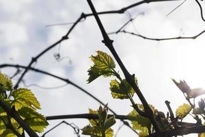 feuilles de vigne, printemps photo