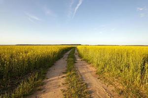 le chemin d'un champ photo