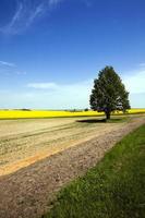 arbre dans le champ photo