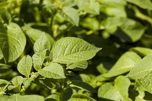 feuille de pommes de terre photo