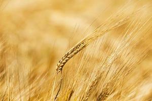 les céréales mûres photo