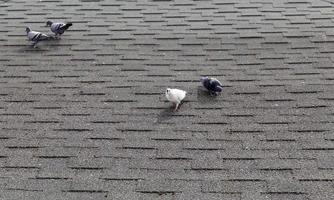 pigeons sur le toit photo