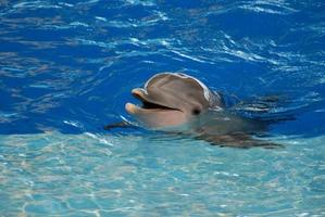 dauphin de près avec ses dents montrant photo