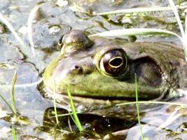 grenouille aux grands yeux dans un marais photo