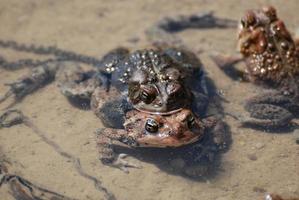 deux grenouilles s'accouplant en eau peu profonde photo