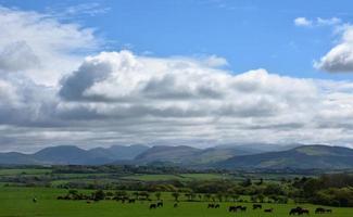 Vaches qui paissent dans une ferme de campagne en Angleterre photo