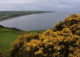 Les buissons d'ajoncs jaune doré sur les falaises au-dessus de St Bees photo