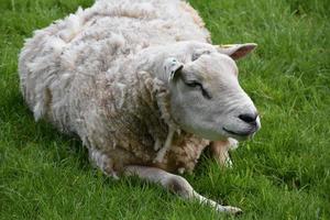 mouton blanc en surpoids se reposant dans un champ d'herbe photo