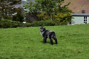 très mignon bébé mouton gris et noir shaggy photo