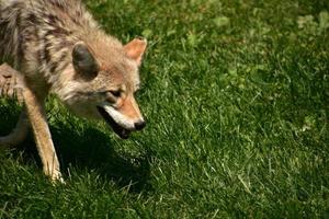 regarder en face d'un coyote sauvage photo