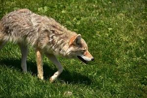 soleil qui brille sur la fourrure d'un coyote à l'état sauvage photo