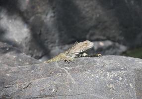 iguane aux griffes acérées grimpant sur un rocher photo