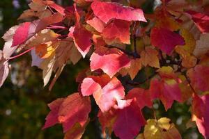 gros plan du feuillage d'automne en octobre photo