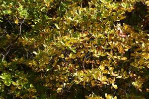 feuillage d'automne jaune avec des feuilles texturées sur les buissons photo