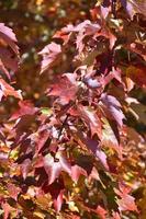 fond fantastique de feuillage coloré à l'automne photo