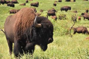 grand troupeau de bisons américains avec leurs veaux photo