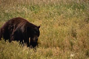 ours noir pelucheux marchant dans un champ photo