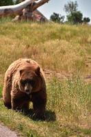 ours noir brun marchant le long d'une route photo