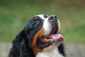 chien de montagne bernois regardant vers le haut photo