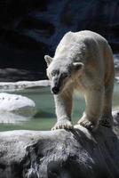 ours polaire marchant le long d'un bord photo