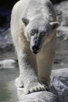 ours polaire marchant les yeux fermés photo