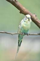 incroyable oiseau perruche pastel clair sur une branche d'arbre photo