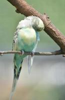 toilettage perruche commune avec des plumes ébouriffées dans un arbre photo