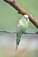 perruche commune jaune clair et verte sur une branche photo