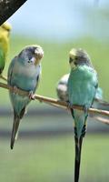étonnante paire de perruches aux plumes aux couleurs pastel photo