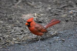 Cardinal rouge brillant marchant vers le paillis photo
