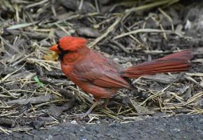 plumes rouges frappantes sur un oiseau cardinal rouge photo