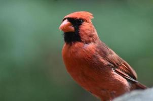 beau cardinal avec des miettes dans son bec photo