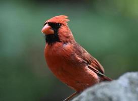 cardinal du nord debout sur un rocher calcaire photo