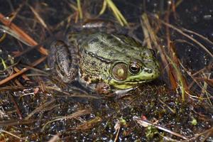 tourbière des zones humides avec une grande grenouille verte photo