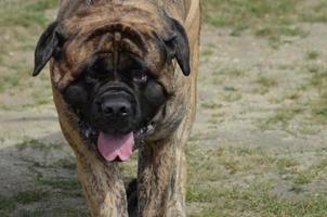 chien bullmastiff qui se promène photo