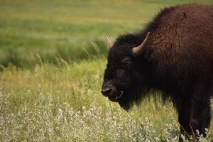 bison avec des brins d'herbe qui sortent de sa bouche photo