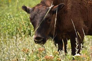 jeune bison regardant à travers les hautes herbes photo