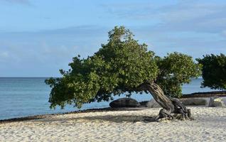 arbre divi soufflé par le vent sur une plage de sable blanc photo