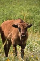 jeune veau de bison par une chaude journée ensoleillée photo