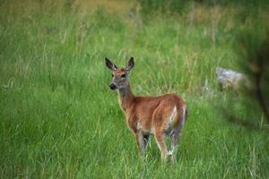 Chevreuil doux dans un champ en été photo