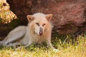 loup blanc poilu se reposant à l'ombre photo