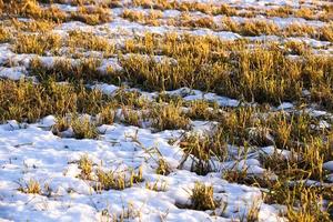 plantes sous la neige photo