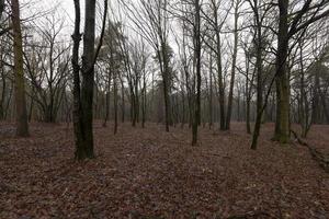 forêt en automne photo