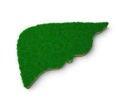 forme de foie faite d'herbe verte et de section transversale de texture de sol rocheux avec illustration 3d photo