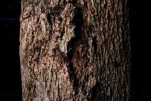 détails de l'écorce gros plan de l'écorce sur une souche d'un vieil arbre. photo