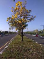 arrière-plan abstrait défocalisé des voies d'autoroute et de la médiane avec la croissance des plantes ornementales et la fleur qui brille au soleil du matin photo