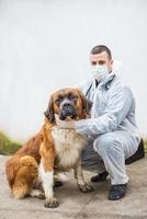 vétérinaire inspecte et contrôle un chien. photo